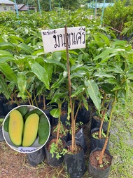 ต้นมะม่วงมันขุนศรี พันธุ์เตี้ย เสียบยอด 1 ปีติดผล 50-70 ชม