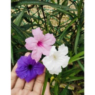 Anak Pokok Ruellia - pink, purple &amp; white or [Random Colour] @ petunia