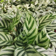 TKL - Indoor Plant Live Plant Calathea Freddy 翠叶竹芋