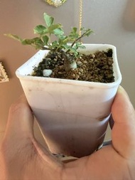 Commiphora sp.Eyl念珠橄欖（實生）塊根植物，多肉植物