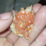 baby bulus labi labi albino dada merah merona