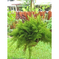 Fern Nephrolepis exaltata - Marisa