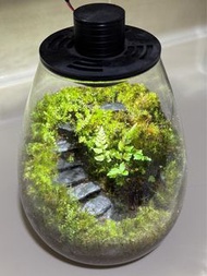 苔蘚生態瓶 [手作][擺設][禮物]