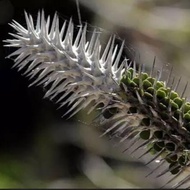[Cactus Monster]Alluaudia montagnacii Rauh
♥Succulent & Castus ♥ Sukulen & Kaktus❤️Agave