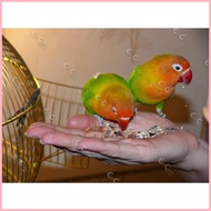 ☂ ✆ 500g African Love Birds Food: AFRICAN MIXED BIRD SEEDS (brd)