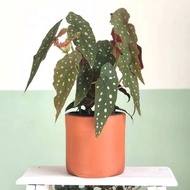 Tanaman Hias Begonia Polkadot (Begonia Maculata)