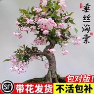 Silk Begonia Flower Potted Sapling Indoor Four Seasons Flowering Flower Plant Courtyard Balcony Good