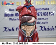 Mô hình giải phẫu cơ và nội tạng 78cm