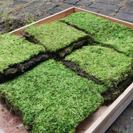 Moss wepping per Sheet