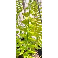 paku pakis hiasan batik/ variegated fern