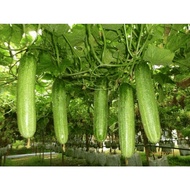 20pcs Biji Benih Timun Malaysia | Malaysia Cucumber Seeds