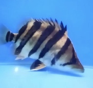 Indonesia Tiger fish GRED AA 2.5-3cm live fish
