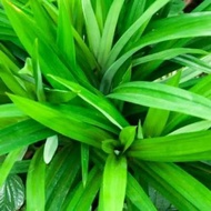Pandan Leaves