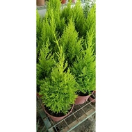 Anak Pokok Hiasan Lemon Cypress Tree/Indoor Plant