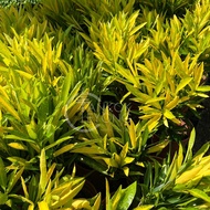 TKL - Outdoor Croton Codiaeum variegatum (L.) Blume/ Codiaeum Variegatum Fred Sanders 室外植物金条木/锦彩叶木