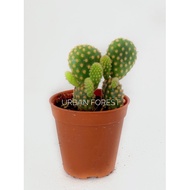 🌵cactus opuntia (yellow)