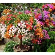 tanaman bunga bogenvil 3 warna murah / bibit bonsai bunga bougenville 5 warna Banyak warna dan pilihan