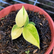 Anthurium corong varigata