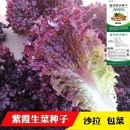 Balcony Vegetables Zixia Lettuce Seeds Seeds Salad Vegetables Four Seasons Authentic Balcony Vegetab
