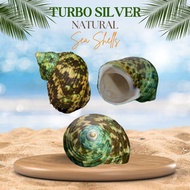 1 Kilo | Turbo Silver | Crass Turban | Natural Seashell