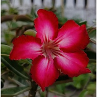 Small Plant Adenium Obesum (Anak Pokok Bunga Kemboja)​ 小富贵花 沙漠玫瑰