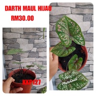 KELADI DARTH MAUL HIJAU / CALADIUM GREEN DARTH MAUL