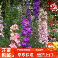 Seed、Grow up Easily Cute Succulent Large Flowers Polyester Ribbon Seeds Perennial Root Cold-Resistant Indoor and Outdoor