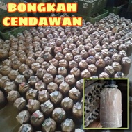 🌈BORONG🍄Bongkah Cendawan 5 & 10🍄Cendawan Tiram Kelabu🍄makanan kesihatan sayuran kulat cendawan