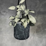 BLR 植物袋 黑石紋 CZ09 美植袋
