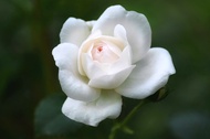 Tanaman hias bunga mawar tanaman hias bunga rose bibit mawar bunga rose mawar hidup bibit bunga mawa