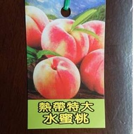 [售]熱帶水蜜桃嫁接苗/請先來電詢價