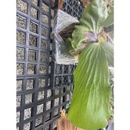 鹿角蕨-純象耳-（己上板)IG網紅-療癒植物-文青植物、蕨類植物、雨林植物~室內~觀葉~IG網紅天南星-觀
