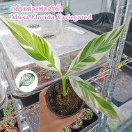 กล้วยด่างฟลอริด้า (Musa Florida Variegated)