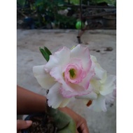 READYSTOCK ADENIUM THAI RARE WARNA PUTIH PINK LEMBUT