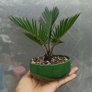 ต้นปรงแก้วแคระ Cycas siamensis ต้นไม้จิ๋ว จัดส่งพร้อมกระถาง 3 นิ้ว ลำต้นพร้อมใบสูง 20-25ซม หัวปรงขนาด 10-12 ซม มีใบแล้ว