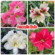 1 Biji bebawang ( bulb ) Amaryllis lily 朱顶红 孤挺花 Bunga Lily  Eucharis Amazonica amazon lily bulb