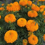 500 large orange dwarf marigold seeds
