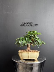 日本🇯🇵金豆Fortunella Hindsii ｜植物 盆景 盆栽 bonsai 楓葉 塊根 多肉植物