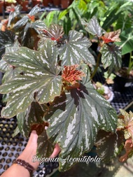 Promo Begonia Aconitifolia - Metallica Begonia - Begonia Faureana, Beg