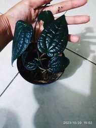 Bibit tanaman sirih hitam original asli sangat langka