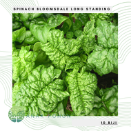(10 Biji) Benih Bibit Biji - Spinach Bloomsdale Long Standing (Spinacia oleracea) Seeds - IMPORT
