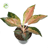 Aglonema Kochin Brown Tanaman Hias