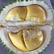 [HOT SELLING]  ANAK POKOK DURIAN BESERAH D145 MEK HIJAU / BULUH BAWAH