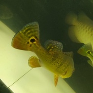 ikan pbass kelberi 20 cm