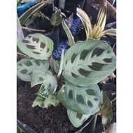 ❡✥Rabbit Foot Calathea Calathea