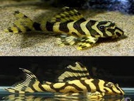 [Livestock] L134 Leopard Frog Pleco | Simply Aquatics | Aquatic Fish | Aquarium |Small Medium Pet Fishes | Live Fish Pets