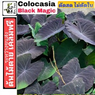 1ต้น colocasia black magic ถอนสด ไม่ตัดใบ บอน ดำ โคโลคาเซีย เเบล็คเมจิก