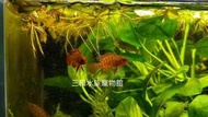 火焰變色龍