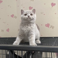 Kucing British Shorthair betina