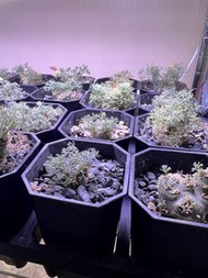 白皮月界 有不同大小 兩年至四年苗